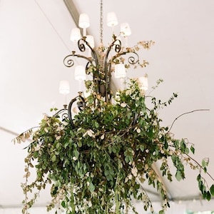 Elaeagnus Vines Event Wedding Greenery 180ft (Eleagnus)