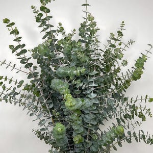 Baby Blue Eucalyptus Greenery (Fresh Cut)