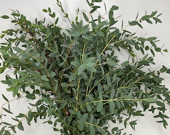 Parvifolia Eucalyptus Greenery | Fresh Cut Small Leaf | Wedding Bouquets, Centerpieces, Wreaths | 10 Stems Bulk