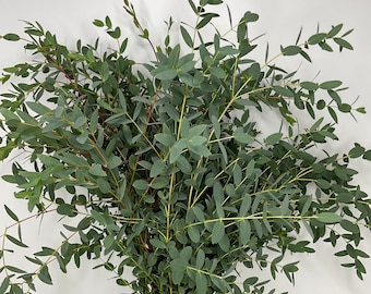 Parvifolia Eucalyptus Greenery (Fresh Cut)