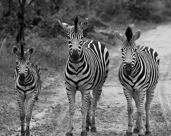 Zebra Herd Photography Print, African Safari Wall Art (Instant Download)