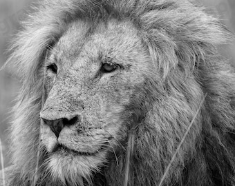 Mannetjes leeuw fotografie-print, Afrikaanse dieren in het wild portret set (directe download)