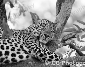 Leopard Tree Photography, Black and White Wildlife Print (Instant Download)