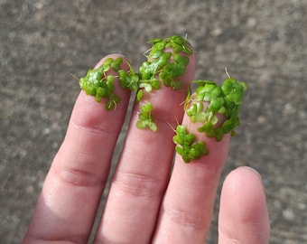 Lemna minor Duckweed
