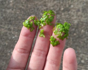 thumbnail image 2 of 999+ Multi-Species Duckweed - Live Organic Floating Aquarium Plants - Grown In USA 2 of 2