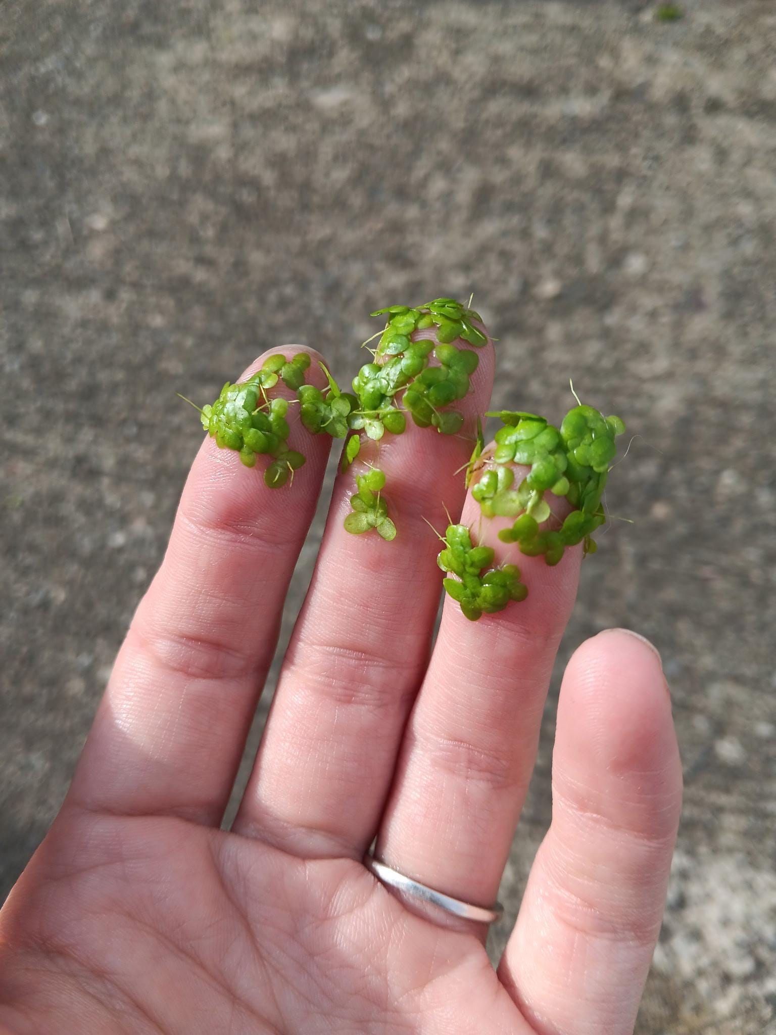 Edible Aquatic Plants - Etsy