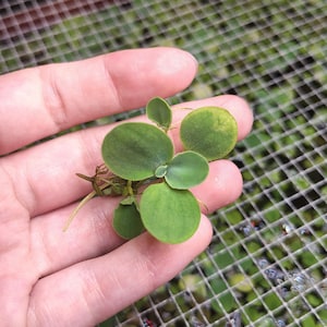Könnte beinhalten: Nahaufnahme einer kleinen Wasserpflanze mit runden, leuchtend grünen Blättern. Die Pflanze wird in einer Hand gehalten, wodurch ihre zarte Struktur und lebendige Farbe zur Geltung kommen. Der Hintergrund ist eine verschwommene Ansicht einer Netzoberfläche und anderer Pflanzen.