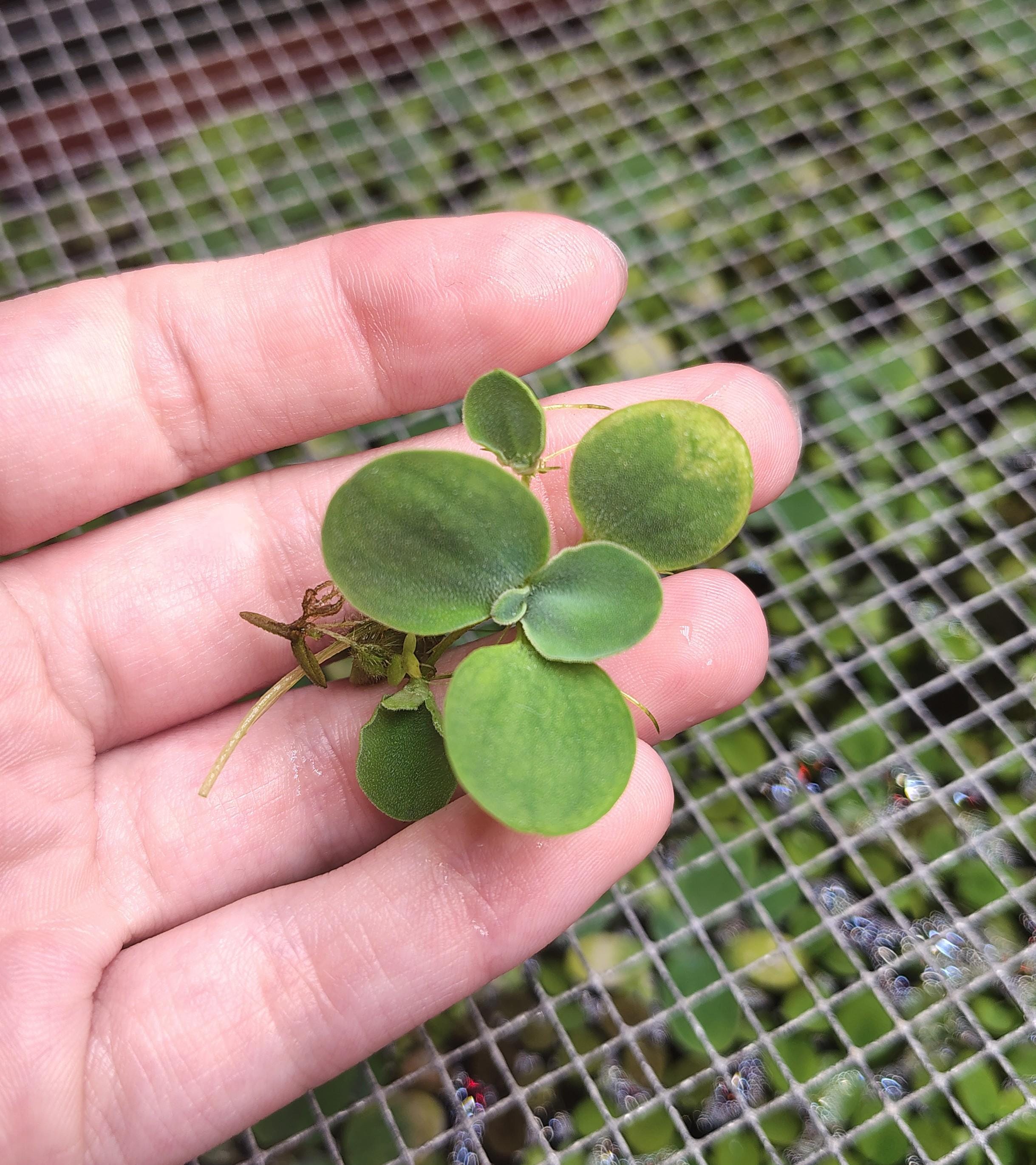 Bucephalandra Sp Plants - Etsy Canada