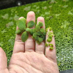 Paquete variado de flotadores