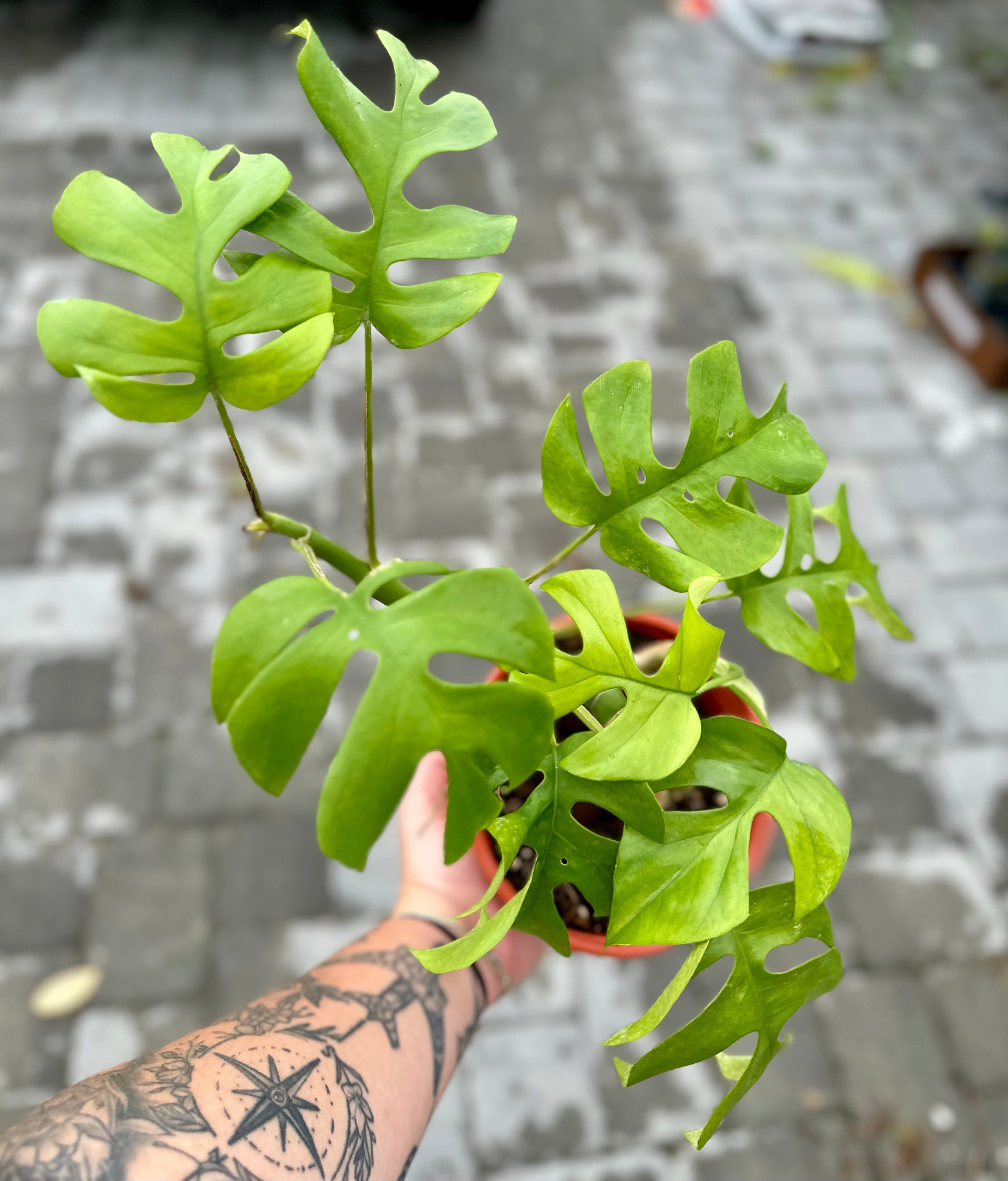 超希少Rhaphidophora Tetrasperma Migmaトップカット 超希少Rhaphidophora Tetrasperma Migmaトップカット - メルカリ