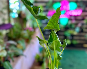 Alocasia 'Triangularis'