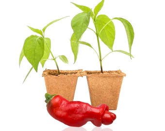 Peter Pepper Plant (Live) -4 in. Container