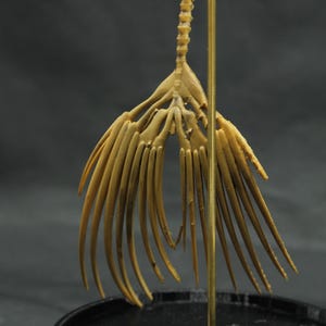 May include: A detailed, tan-coloured sculpture of a skeletal structure, possibly a tail or fin, mounted on a brass rod and a black circular base. The structure has a spine-like central element with numerous, slender, radiating appendages.