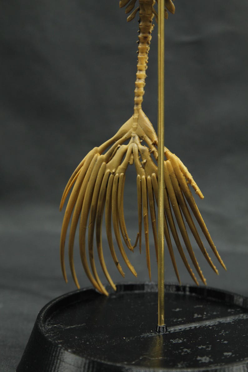 May include: A detailed, tan-coloured sculpture of a skeletal structure, possibly a tail or fin, mounted on a brass rod and a black circular base. The structure has a spine-like central element with numerous, slender, radiating appendages.