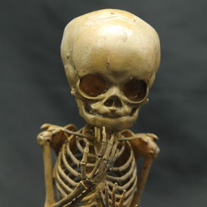 May include: A detailed anatomical model of a human skeleton, with a focus on the skull and rib cage. The model is a light tan colour, with visible bone structure and a neutral background.