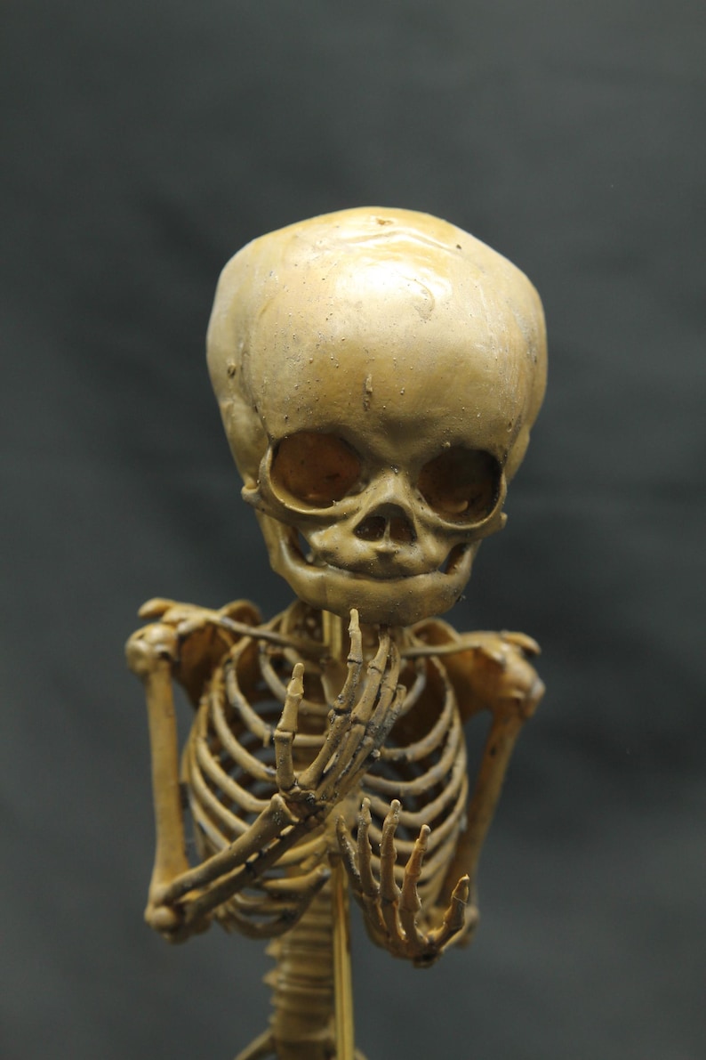 May include: A detailed anatomical model of a human skeleton, with a focus on the skull and rib cage. The model is a light tan colour, with visible bone structure and a neutral background.