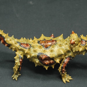 Pode incluir: Um lagarto espinhoso, amarelo, vermelho e preto com um grande chifre na cabeça. O lagarto está em pé sobre uma superfície preta.