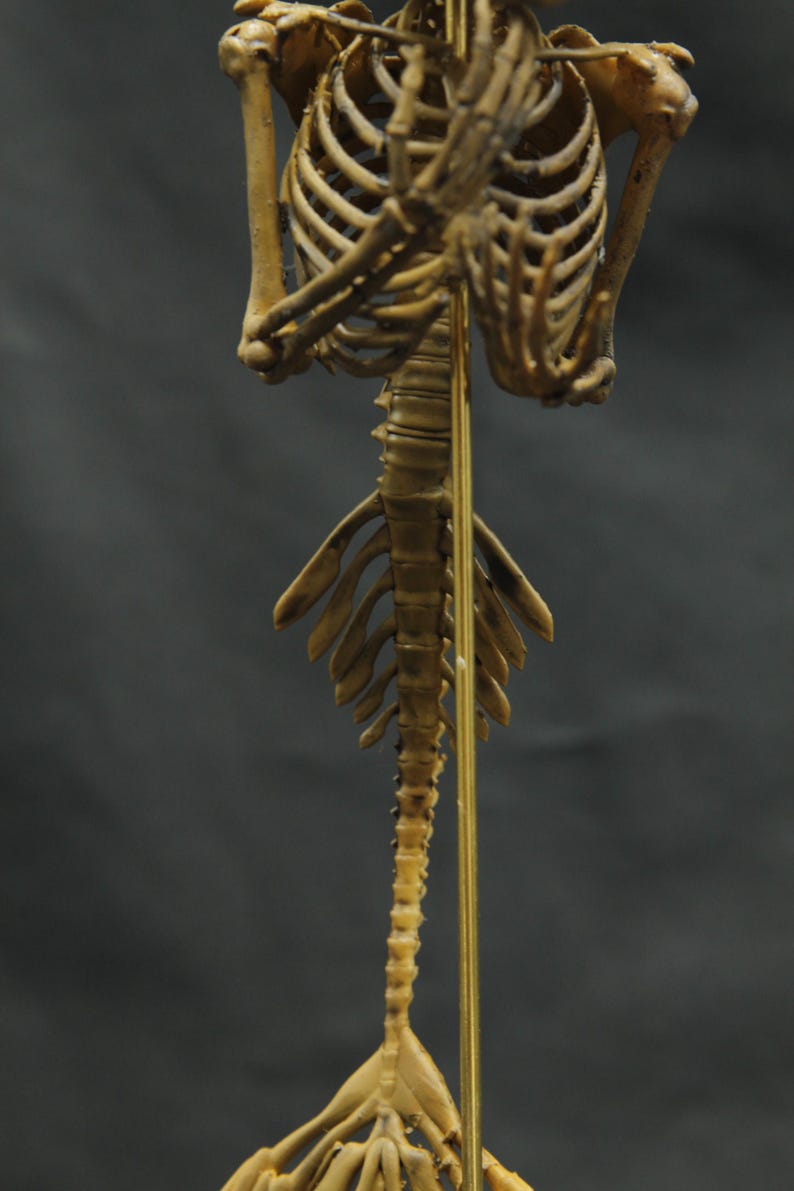 May include: Anatomical model of a human skeleton, showing the rib cage, spine, and shoulder structure. The model is tan, with a dark grey background. The spine is supported by a thin, gold-coloured rod.