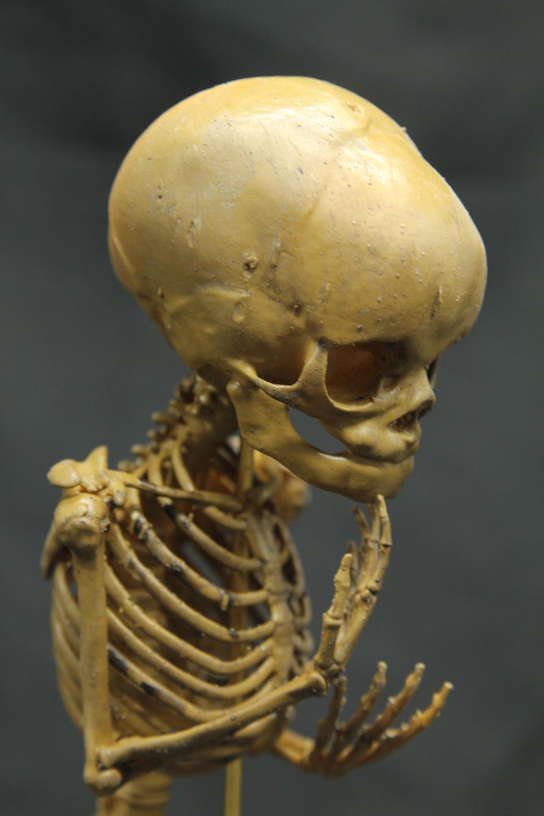May include: A detailed anatomical model of a human skeleton in a thoughtful pose. The model is a light tan colour, with the skull and rib cage clearly visible. The figure is posed with a hand on the chin, suggesting contemplation.