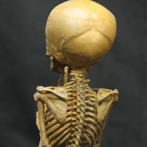 May include: A detailed, tan-coloured human skeleton model, viewed from the back. The skull, spine, rib cage, and shoulder blades are visible against a dark background. The model is a representation of human anatomy.