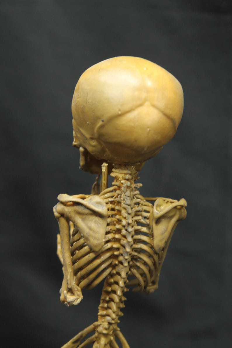 May include: A detailed, tan-coloured human skeleton model, viewed from the back. The skull, spine, rib cage, and shoulder blades are visible against a dark background. The model is a representation of human anatomy.