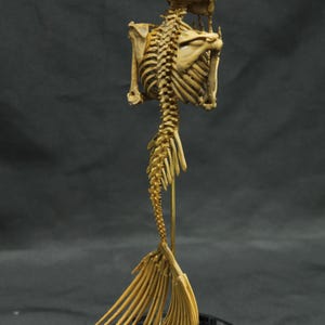 May include: A tan-coloured mermaid skeleton sculpture. The sculpture shows a human-like upper body with a skull and rib cage, transitioning into a fish-like tail. It is mounted on a black base, showcasing the intricate bone structure.