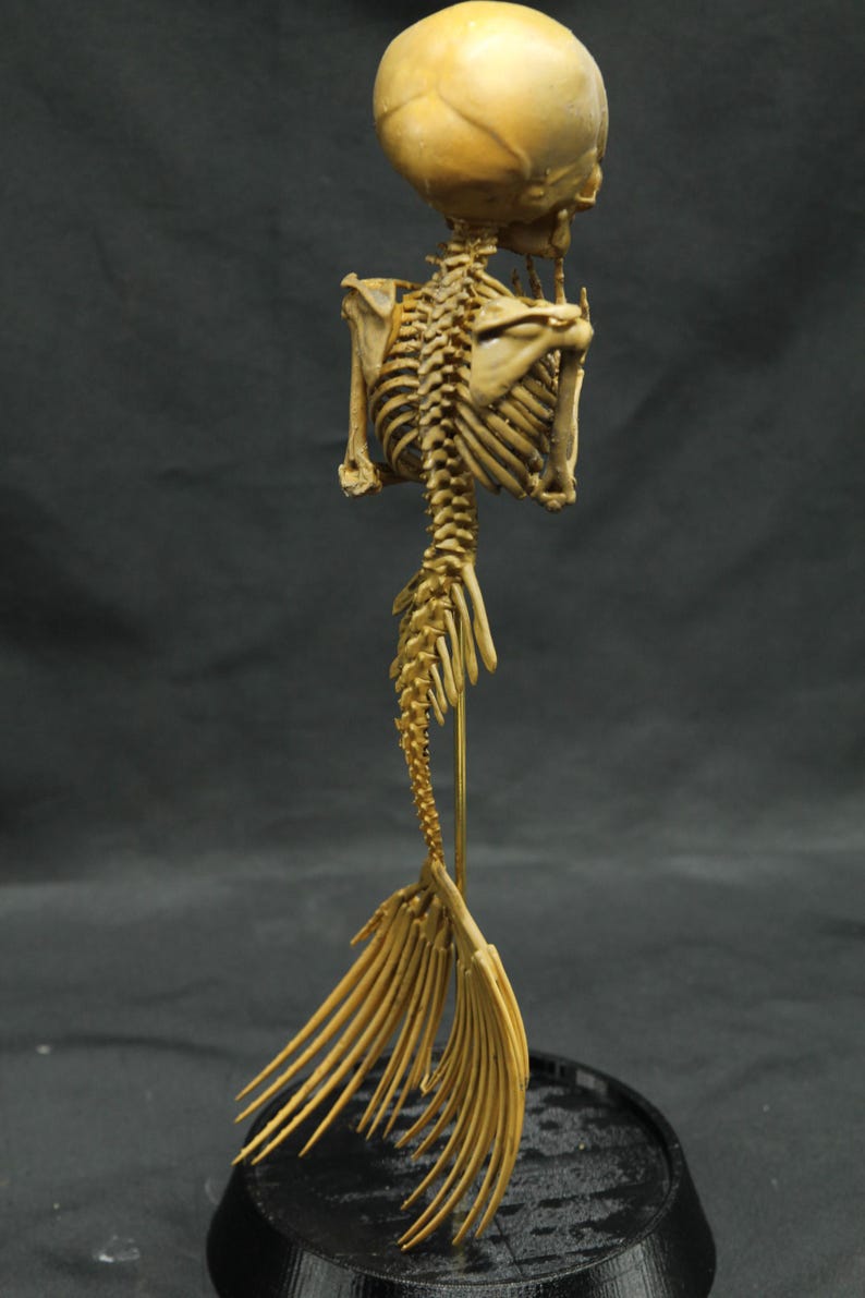May include: A tan-coloured mermaid skeleton sculpture. The sculpture shows a human-like upper body with a skull and rib cage, transitioning into a fish-like tail. It is mounted on a black base, showcasing the intricate bone structure.