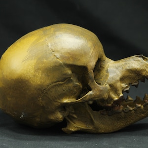 Puede incluir: Un cráneo de animal de color marrón dorado con dientes, visto de lado. El cráneo está sobre un fondo negro.