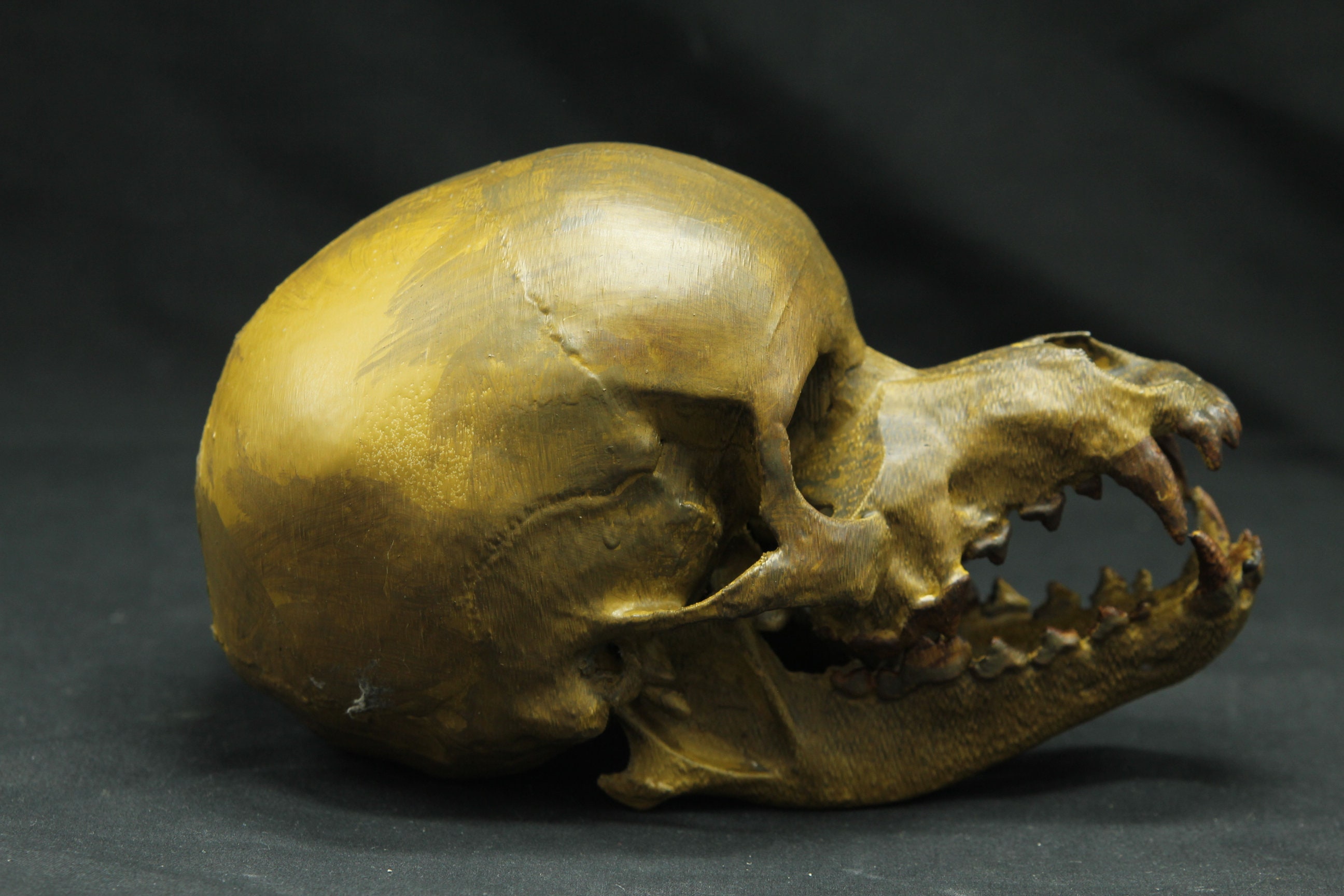Fantasy Werewolf Skull - MADE TO ORDER
