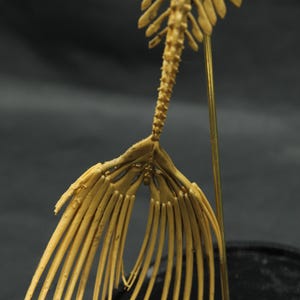 May include: A detailed, tan-coloured sculpture of a fish skeleton, featuring a spine and fan-like tail. The sculpture is mounted on a thin, gold-coloured rod, with a dark background. The piece appears to be a model or artistic representation.