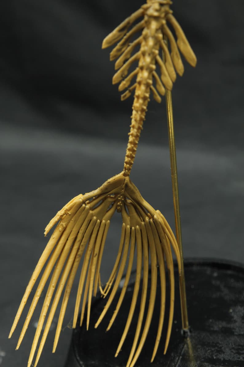 May include: A detailed, tan-coloured sculpture of a fish skeleton, featuring a spine and fan-like tail. The sculpture is mounted on a thin, gold-coloured rod, with a dark background. The piece appears to be a model or artistic representation.