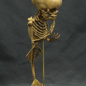 May include: A detailed sculpture of a mermaid skeleton, with a large skull and a fish tail. The skeleton is posed with its hand near its face, as if in thought. The sculpture is a light tan colour and is mounted on a thin gold rod.