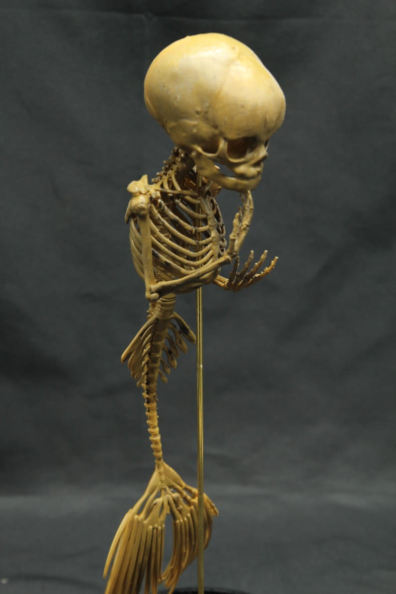 May include: A detailed sculpture of a mermaid skeleton, with a large skull and a fish tail. The skeleton is posed with its hand near its face, as if in thought. The sculpture is a light tan colour and is mounted on a thin gold rod.
