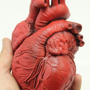 May include: A realistic red anatomical heart model with detailed veins and arteries. The heart is made of a durable material and is perfect for anatomical study or display.