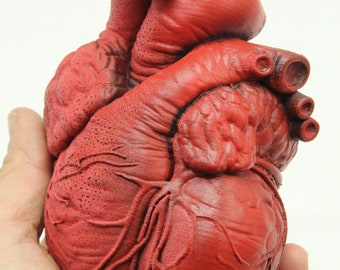 Replica of an anatomically correct human heart - MADE TO ORDER