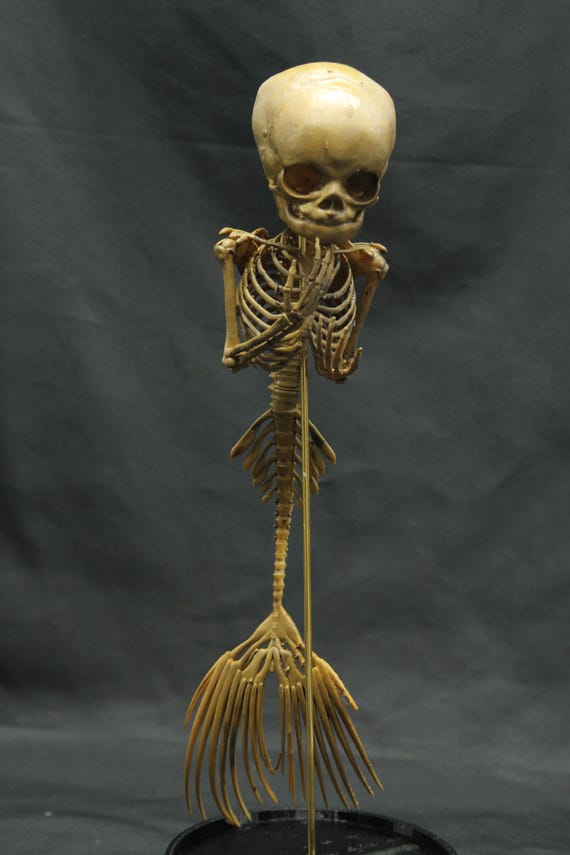 Mermaid skeleton - 24cm - MADE TO ORDER