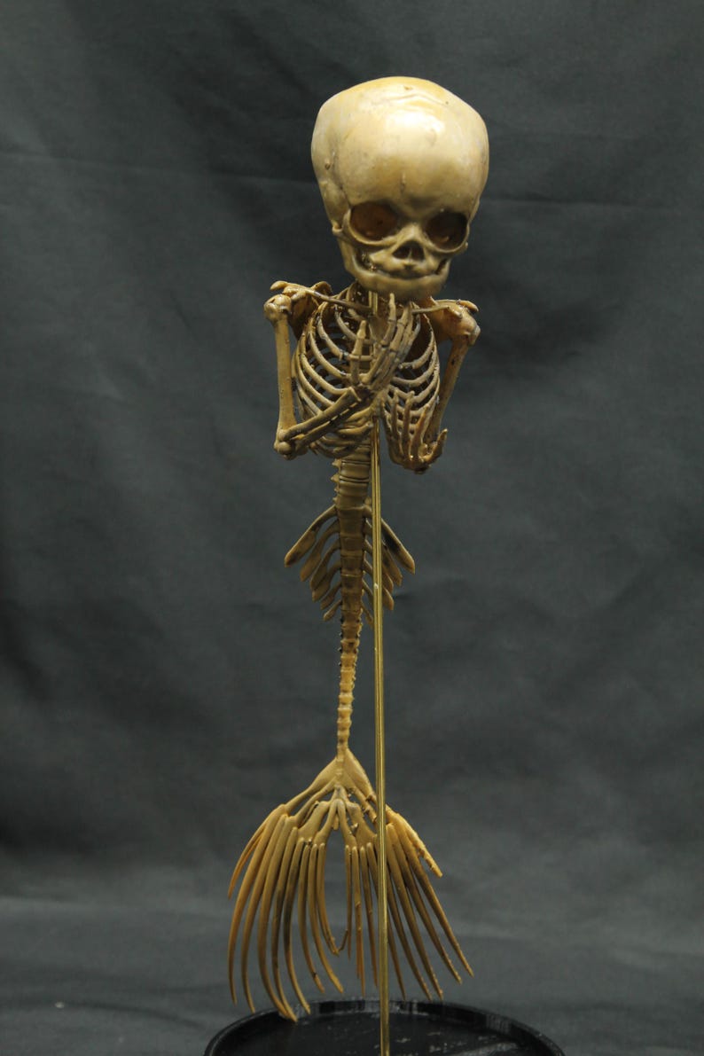 May include: A detailed sculpture of a mermaid skeleton. The sculpture features a skull, rib cage, and a fish tail. The skeleton is a light tan colour and is mounted on a thin gold-coloured rod.