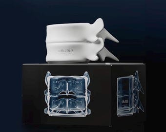 Spine-Shaped Ceramic Mug – Anatomical Coffee Cup – Creative White Vertebrae Design – Unique Gift (Single)