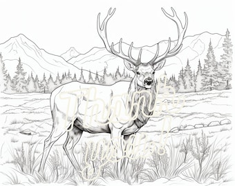 Stately Elk in the Forest - Four Coloring Pages