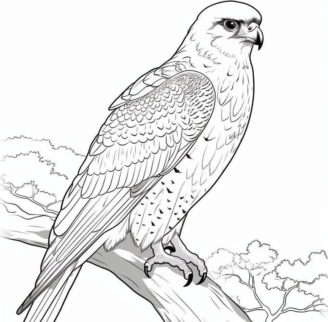 Majestic Peregrine Falcon 4 Coloring Pages Etsy