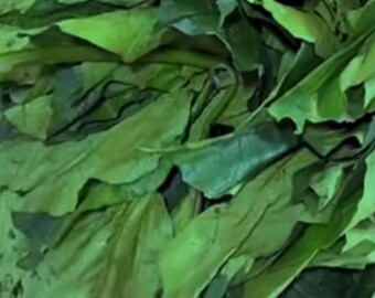 Fresh Frozen Ugu Leaves/Fresh Ugu/Flutted Pumpkin Leaves/Ugu….  (Ships only on Monday & Tuesday).
