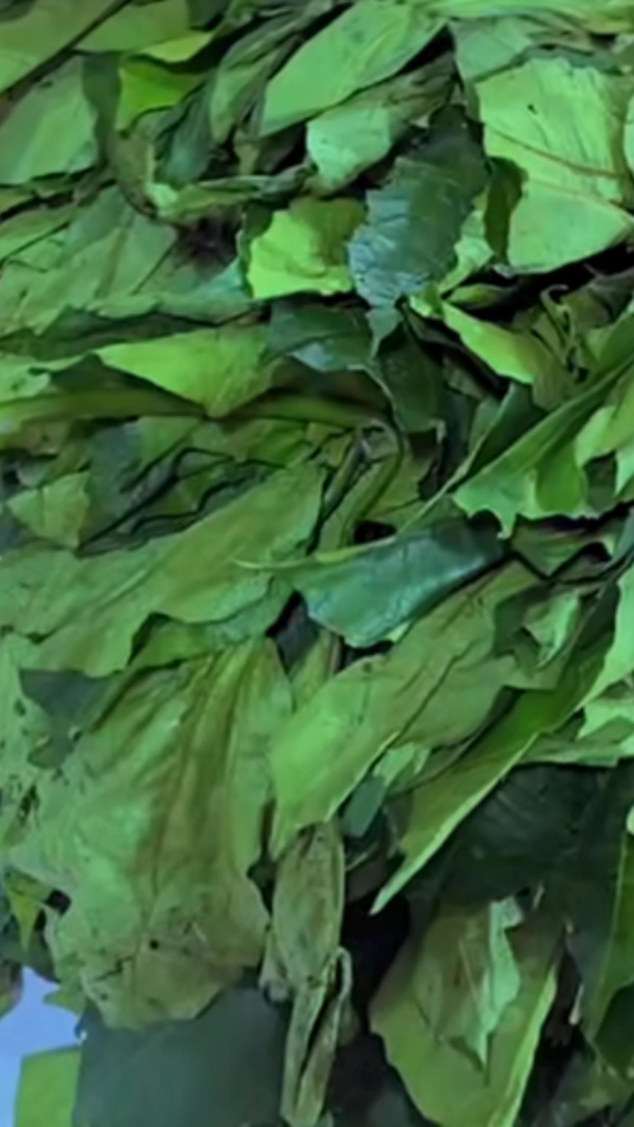 Fresh Frozen Ugu Leaves: Fluted Pumpkin Greens - Etsy