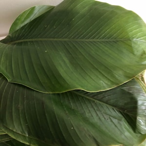 May include: Close-up of a large, green leaf with prominent veins. The leaf is folded over itself, revealing more of the same green foliage.