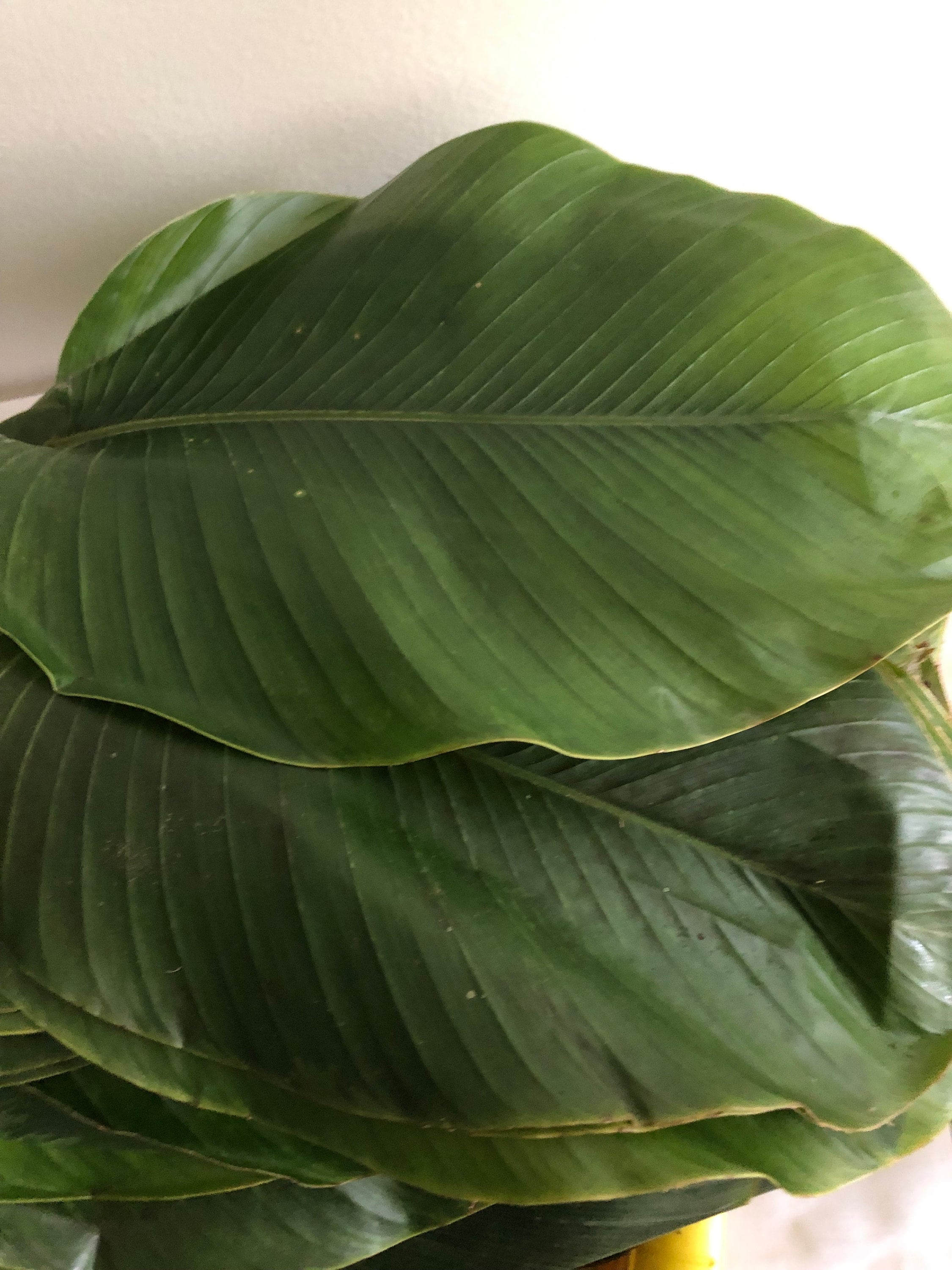 Ewe moi-moi/ Moi-moi leaves/Moimoi leaves/Ewe 20+ pieces…..(Ships only on Monday & Tuesday)