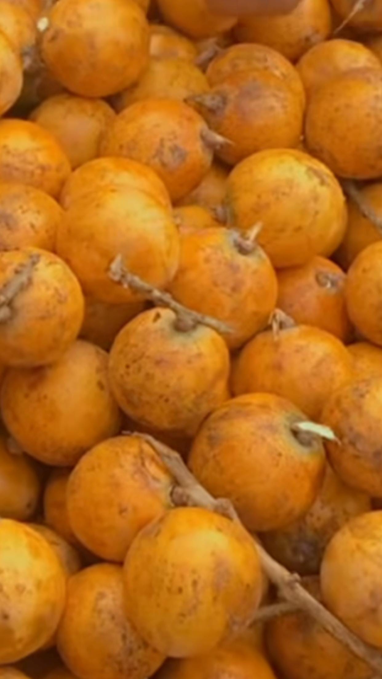 Cotonou Agbalumo/African Cherry/Udara/Agbalumo Ajase/Sweet & Honey Agbalumo.