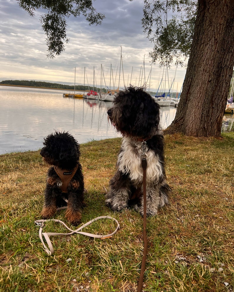 Süßkartoffelleckerlis, Leckerli, Hundesnack, Hundebelohnung, Süßkartoffel, natürlich, Hundekekse, Hundecookies, Training, Belohnungshappen Bild 8