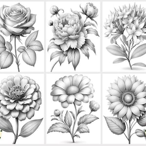 Puede incluir: Una colecci&oacute;n de seis dibujos a l&aacute;piz en blanco y negro de diferentes flores. Las flores incluyen una rosa, una peon&iacute;a, una plumeria, una zinnia, una margarita y un girasol.