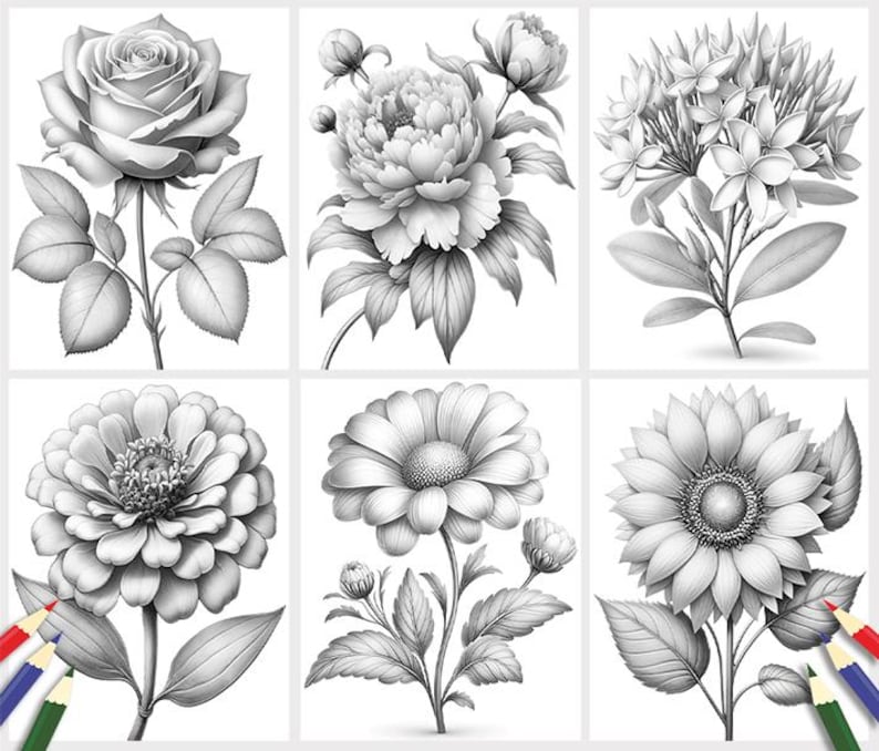 Puede incluir: Una colecci&oacute;n de seis dibujos a l&aacute;piz en blanco y negro de diferentes flores. Las flores incluyen una rosa, una peon&iacute;a, una plumeria, una zinnia, una margarita y un girasol.
