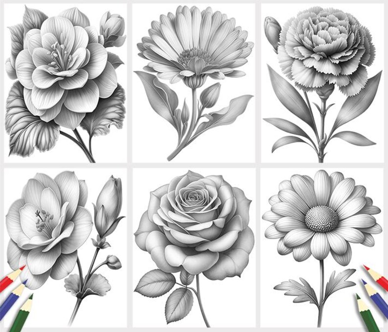 Puede incluir: Una colecci&oacute;n de seis dibujos a l&aacute;piz en blanco y negro de diferentes flores. Las flores incluyen una rosa, una margarita, un clavel y algunas otras.
