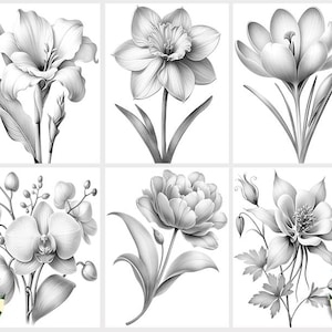 Puede incluir: Un conjunto de seis dibujos a l&aacute;piz en blanco y negro de diferentes flores. Las flores incluyen un lirio, un narciso, un azafr&aacute;n, una orqu&iacute;dea, una peon&iacute;a y una aquilegia.